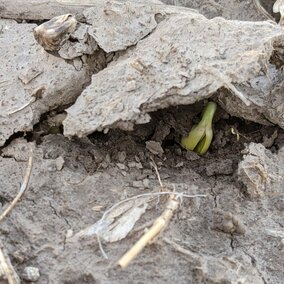 Soybean plant emerging