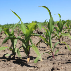 Corn plant