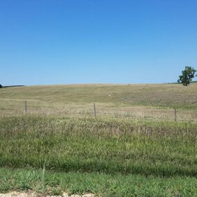 Pasture landscape