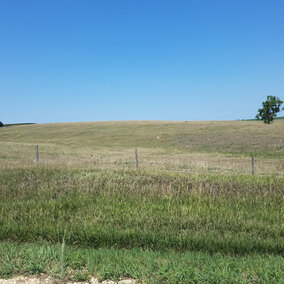 Pasture grass