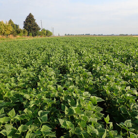 New dry edible bean plot