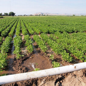 Furrow irrigation in a field