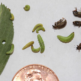 Alfalfa weevil larvae