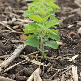 Soybean seedlings