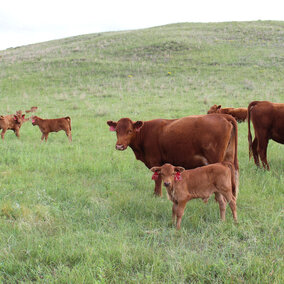 Cattle grazing pasture