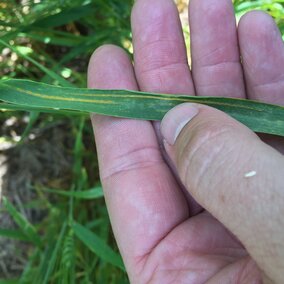 Stripe rust