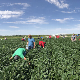 Farmers examine crops in field day