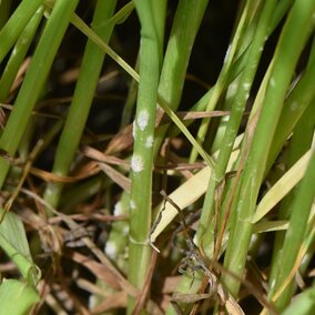 Powdery mildew on wheat