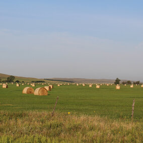 Hay meadow