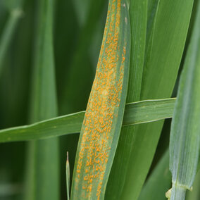 Stripe rust