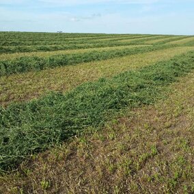 Alfalfa harvest 