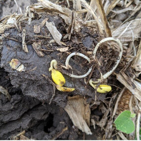 Soybean emergence