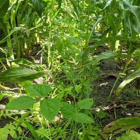 Cover crops interseeded in corn