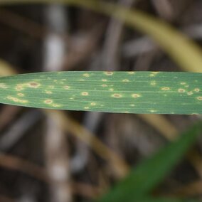 Fungal leaf spot