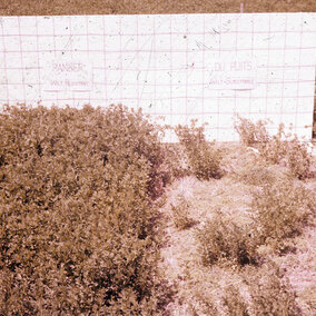 Ranger alfalfa plants