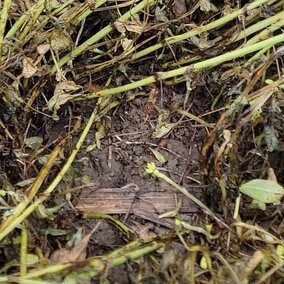 New alfalfa regrowth