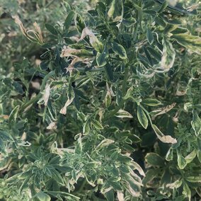 Weevil damaged alfalfa