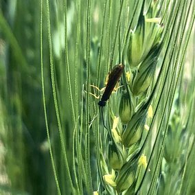 Wheat stem sawfly