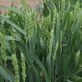 Wheat field