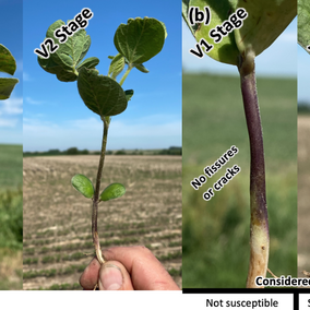 Soybean gall midge-injured field