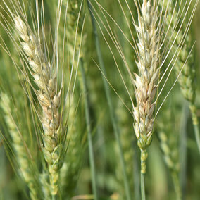 Fusarium head blight