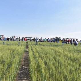 Wheat field day attendees