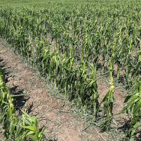 Hail damaged corn