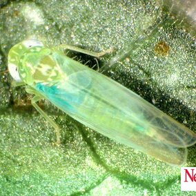 Potato leafhopper