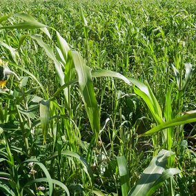 Field of forage crop