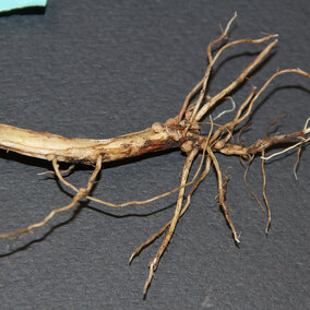 Rhizoctonia root rot of soybeans