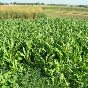 Corn forage