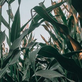 Corn field