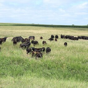 Cattle in pasture