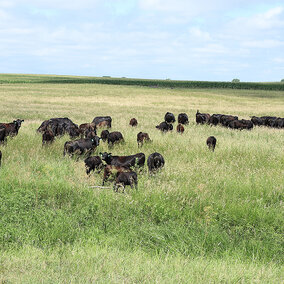Cattle grazing pasture