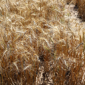 Winter wheat