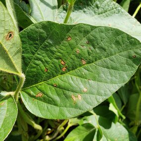 Frogeye leaf spot