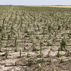 Hail damaged corn 