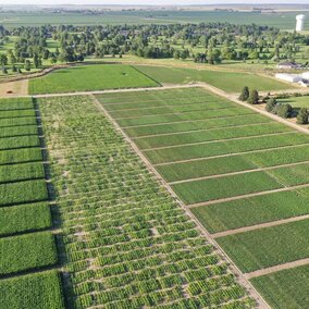 Panhandle plots