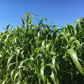 sorghum-sudangrass field