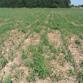 Volunteer corn