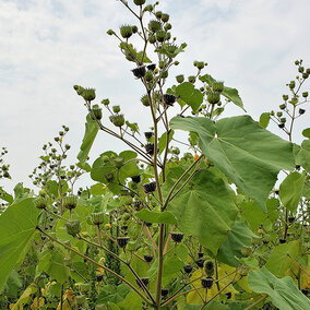 Velvetleaf