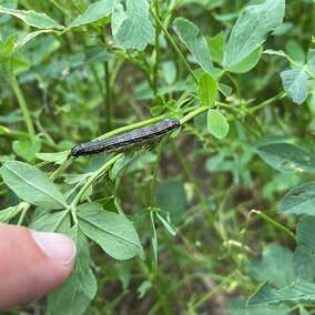 Fall armyworm