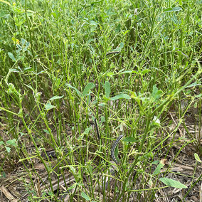 Alfalfa defoliation by fall armyworms