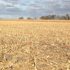 Harvested corn field