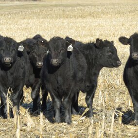 Cattle in pasture