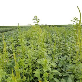 Palmer amaranth in soybeans
