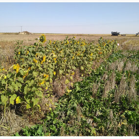 Sunflower and turnip field