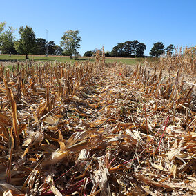 Corn residue