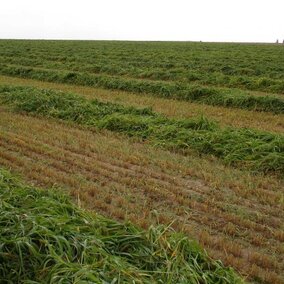 Windrow in field