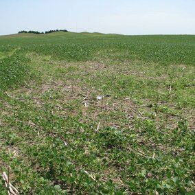 Example of stunting and yellowing in soybeans